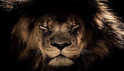 Facing COVID-19 Without Fear